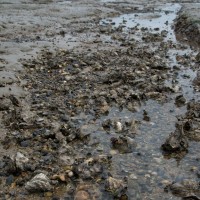 NNS Mersea Pacific Oysters 111